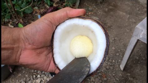 ampol ng niyog|Sprouted coconut .